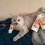 Дмитрий